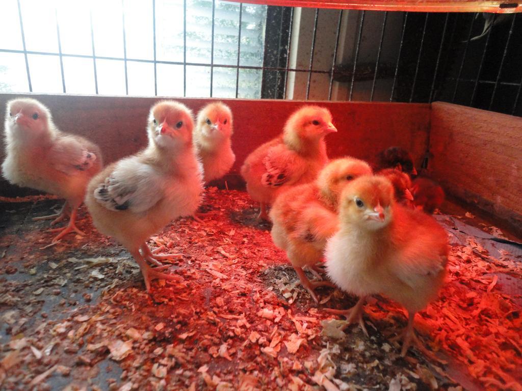 Willow Court Farm The Lodge & Petting Farm, 8 Mins From Legoland & Windsor, 15 Mins From Lapland Uk 外观 照片