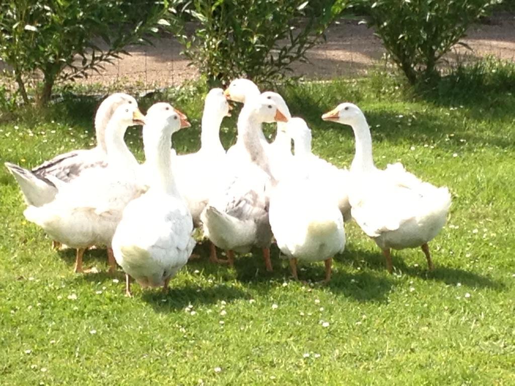 Willow Court Farm The Lodge & Petting Farm, 8 Mins From Legoland & Windsor, 15 Mins From Lapland Uk 外观 照片