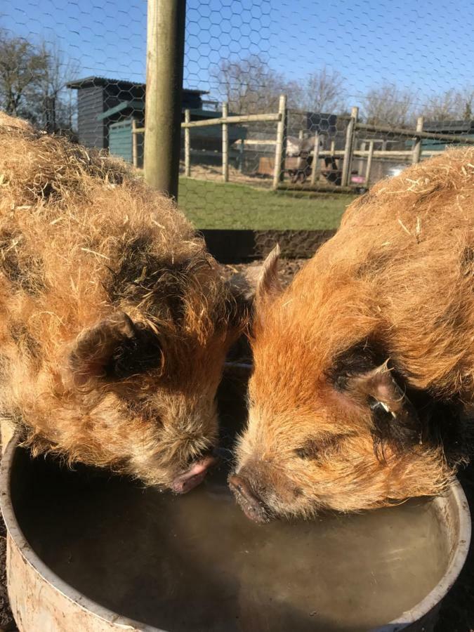 Willow Court Farm The Lodge & Petting Farm, 8 Mins From Legoland & Windsor, 15 Mins From Lapland Uk 外观 照片
