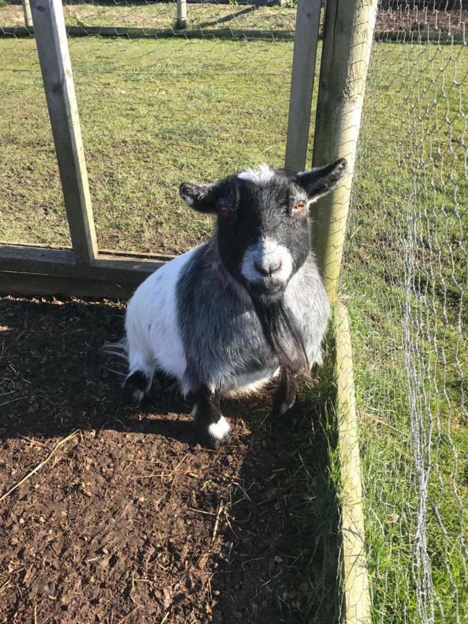 Willow Court Farm The Lodge & Petting Farm, 8 Mins From Legoland & Windsor, 15 Mins From Lapland Uk 外观 照片