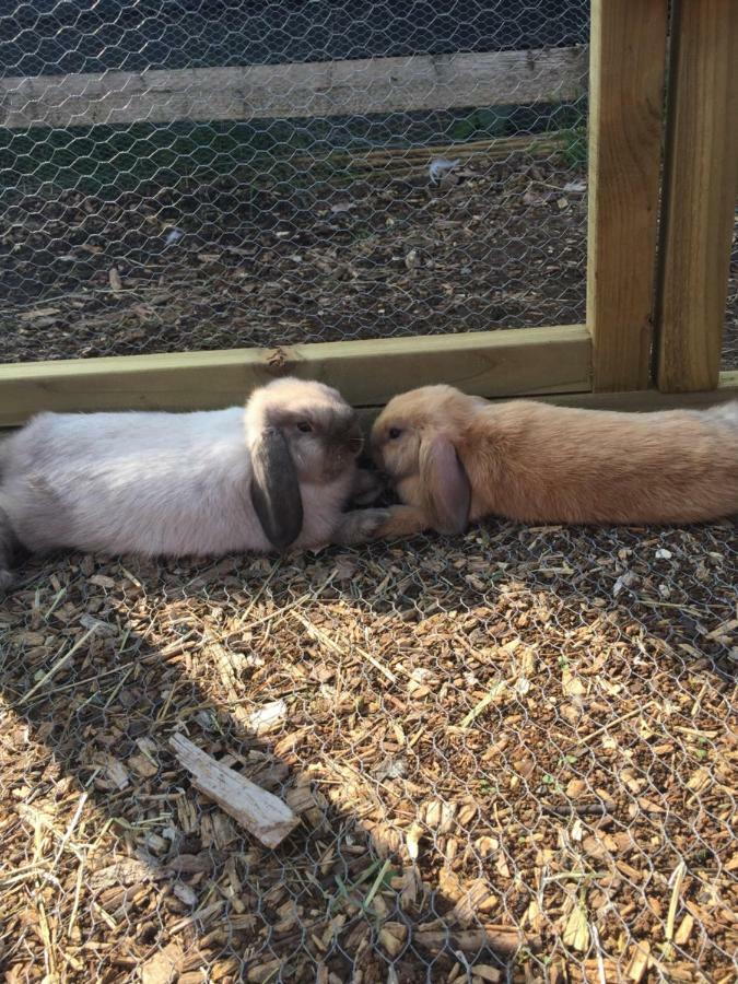 Willow Court Farm The Lodge & Petting Farm, 8 Mins From Legoland & Windsor, 15 Mins From Lapland Uk 外观 照片