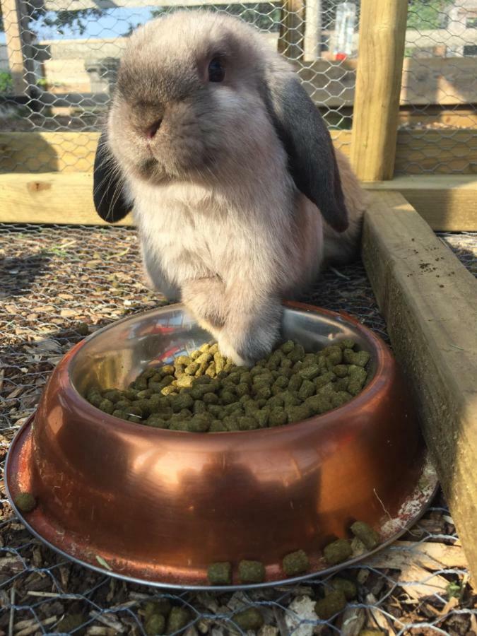Willow Court Farm The Lodge & Petting Farm, 8 Mins From Legoland & Windsor, 15 Mins From Lapland Uk 外观 照片