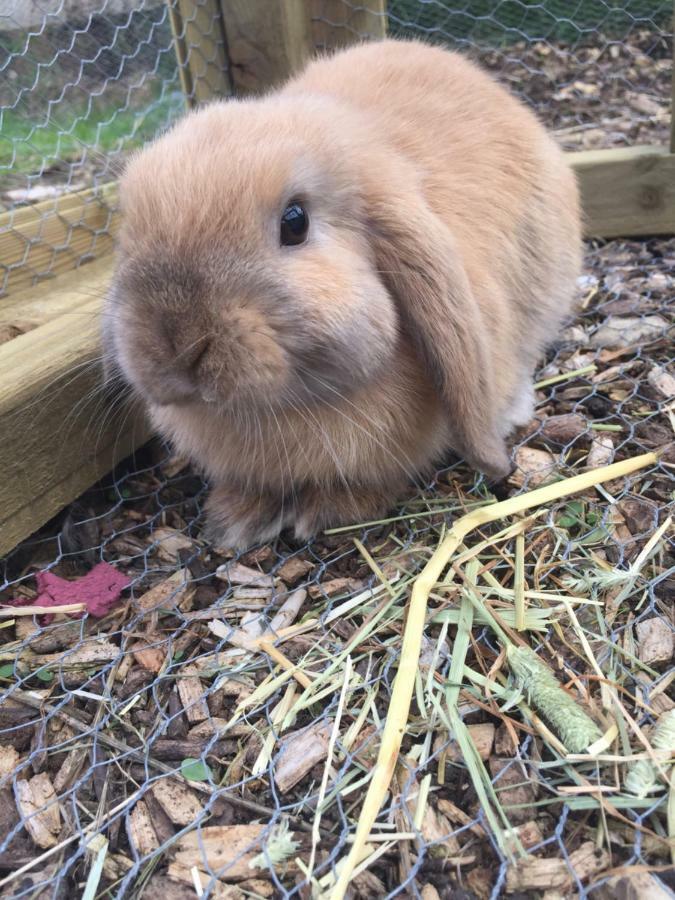 Willow Court Farm The Lodge & Petting Farm, 8 Mins From Legoland & Windsor, 15 Mins From Lapland Uk 外观 照片