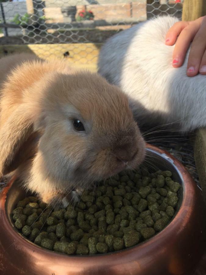 Willow Court Farm The Lodge & Petting Farm, 8 Mins From Legoland & Windsor, 15 Mins From Lapland Uk 外观 照片